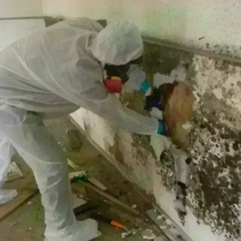 Mold Remediation and Removal in Byrdstown, TN